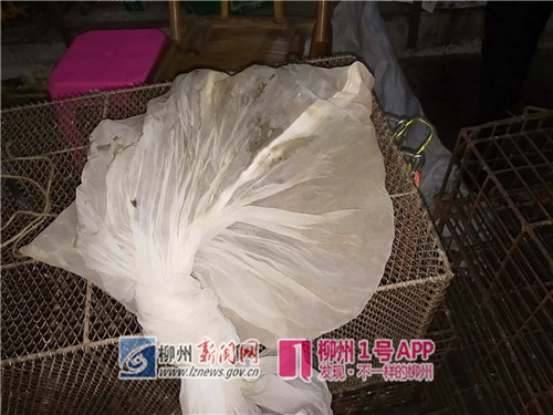 发现了榕蛇，属于三有保护动物.jpg