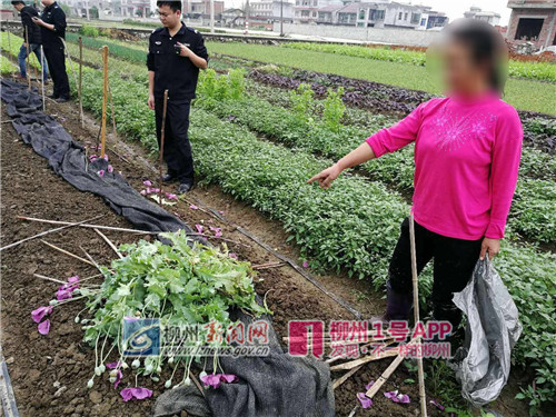 禁毒创示范 柳州在行动|柳江一农妇种13株罂粟被追责，辩称误认为是苦麻菜