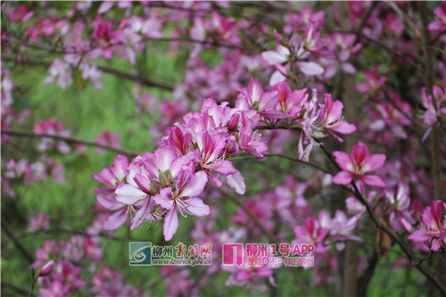 3.24，紫荆初开，花蕾满枝。（侯静雯）2.jpg