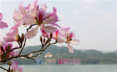 3.27，花与柳江。（侯静雯）.jpg