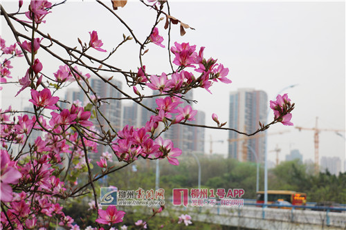 3.24，笑傲枝头。（侯静雯）.jpg