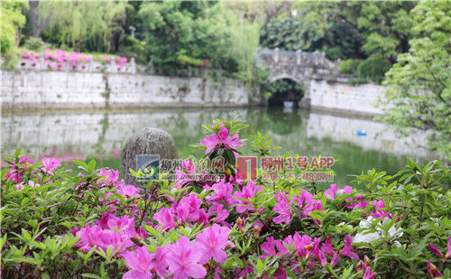 市政协委员提案建议将紫荆花列为我市市花，你怎么看？