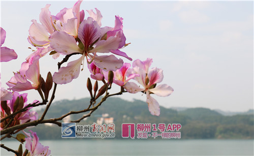 3.27,花与柳江。(侯静雯).jpg 3.27,花与柳江。(侯静雯).jpg