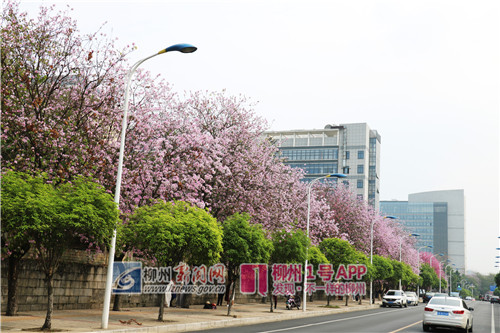 3.27,花街1。(侯静雯).jpg 3.27,花街1。(侯静雯).jpg