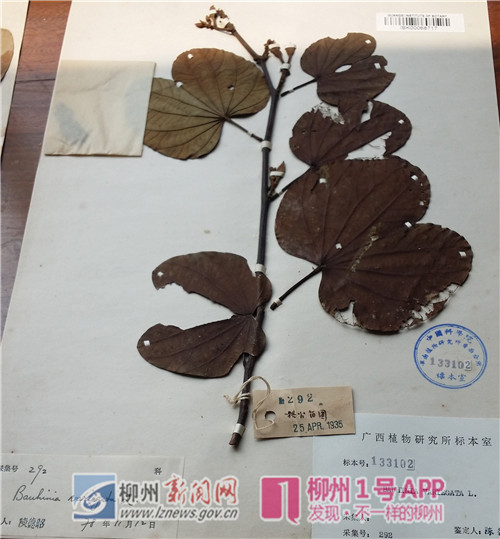 引种八十年，花开终成海——“专家谈紫荆”第四期：柳州花海源头大揭秘