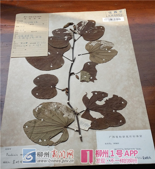 陈立卿 採集号91784 柳城沙塘高农路边   1939.3.31.jpg