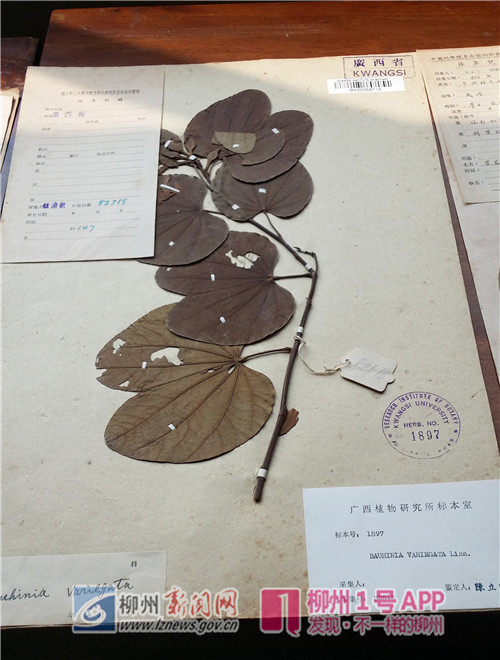 钟济新     採集号82518      柳州沙塘路边      1940.4.16.jpg