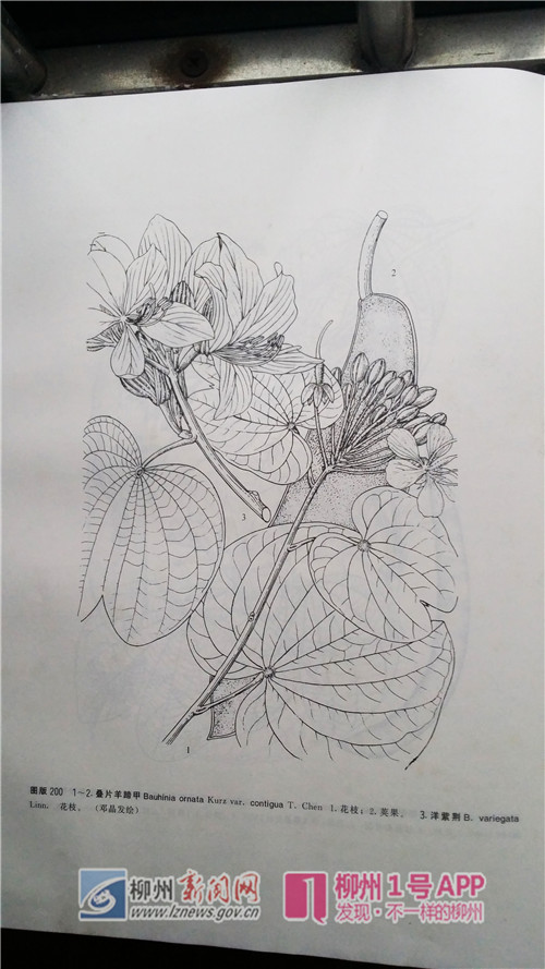 《广西植物志》第二卷有关洋紫荆的记载.jpg