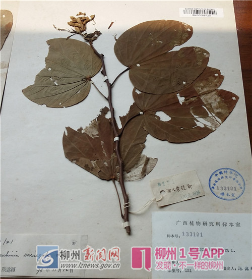 西大农学院  採集号121、舘藏号133101、广西梧州1934.11.jpg
