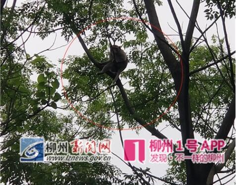 刚刚，东堤路三桥头附近惊现猴子，现场与民警玩“你追我跑”
