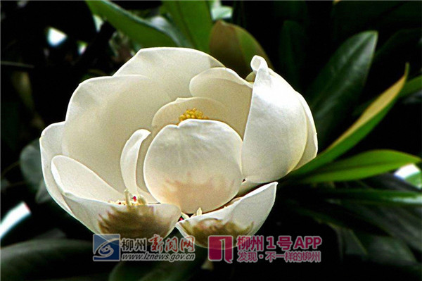 河东公园里的“荷花”居然长在了树上？这种植物来了解一下~