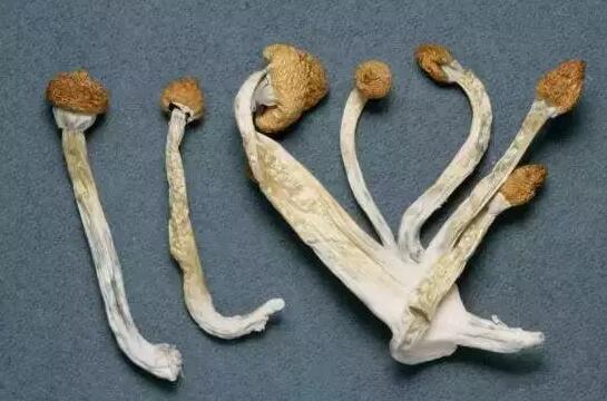 禁毒创示范 柳州在行动|乐队成员乘火车被抓，竟不知这种“蘑菇”是毒品