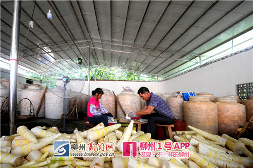 想被认定为螺蛳粉原材料示范基地？快看这些要求达标了吗