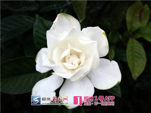 花讯|网红栀子花悄然绽放，柳州市民可边闻花香边看美景啦~