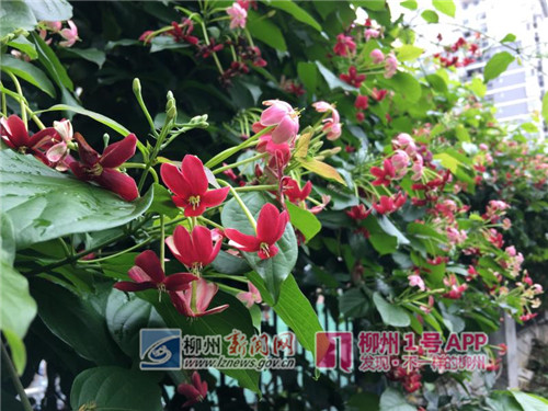 微信图片_201805111626352_副本.jpg