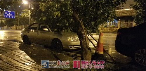 险！静兰路一棵大树倾倒，砸中一辆小轿车