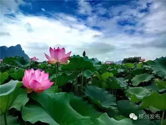 微信图片_20180514191846.jpg