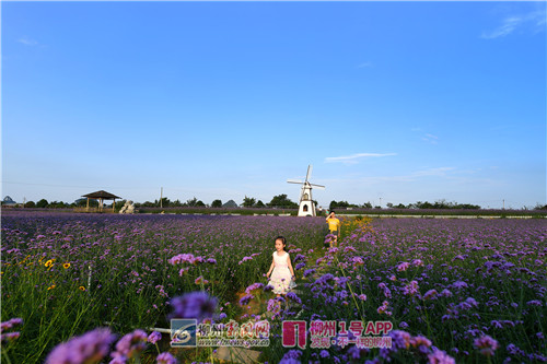 微信图片_201805160049594_副本.jpg
