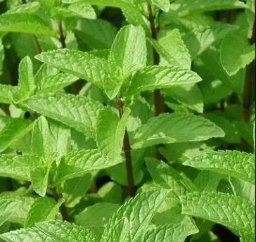 夏天柳州人在家养这些植物，不仅好看，还能驱蚊！