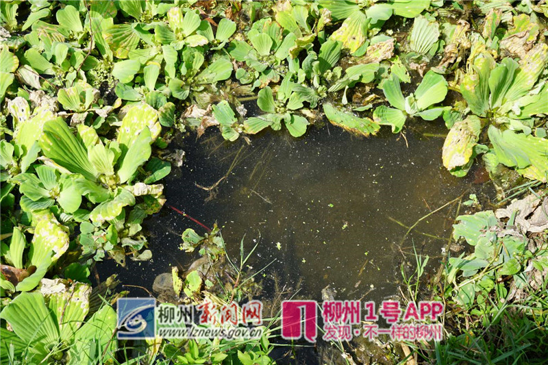 柳江区大渡河面上长满藻类植物！村民怀疑河水遭到污染