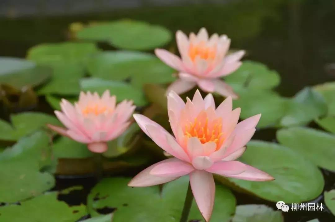 五月的天，柳州这些地方已经开启花海模式！赏花看这里～