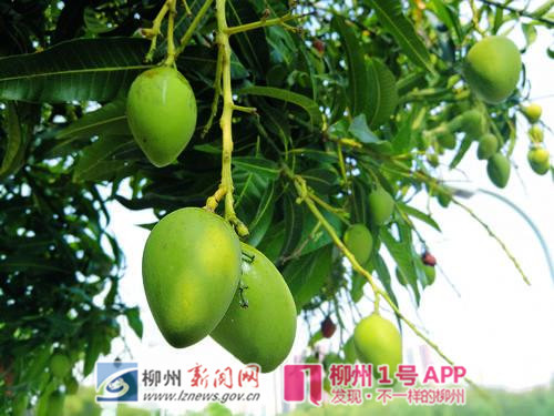 市民广场芒果挂满枝头，观赏性果树可看不可吃！