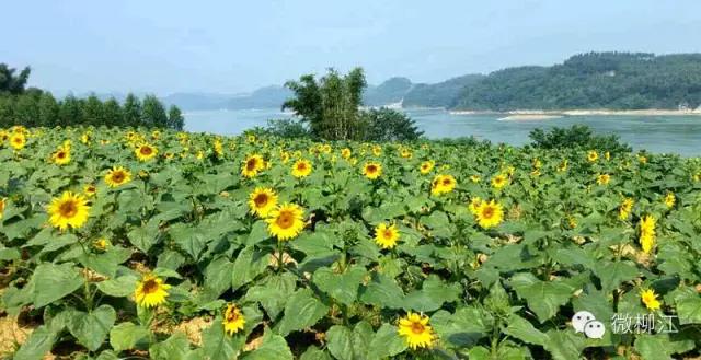 大消息！柳江区的里雍镇、白沙镇明天就要划入鱼峰区啦~