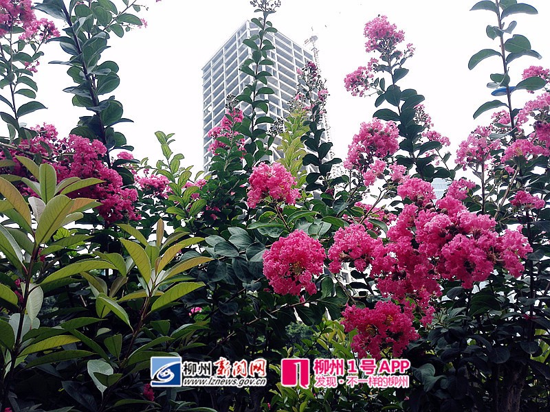 微信图片_20180531100843.jpg 微信图片_20180531100843.jpg