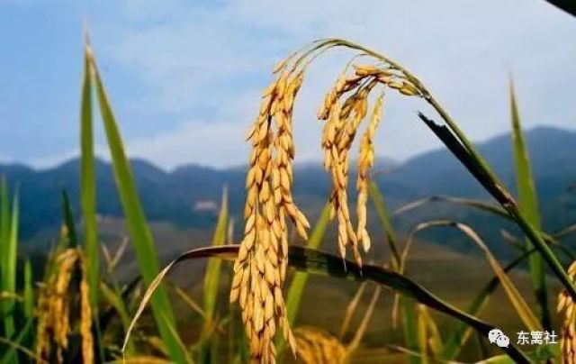 1号慢读|湘籍北大才女作文《卖米》为什么刷屏？她是怎样一个人？