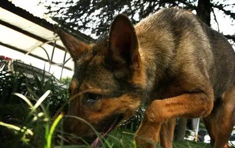 警犬“浪子”立功了！柳州警方速破“5·28”杀妻命案