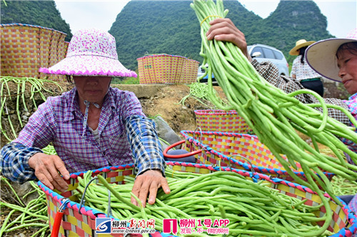 挑选打包豆角.jpg