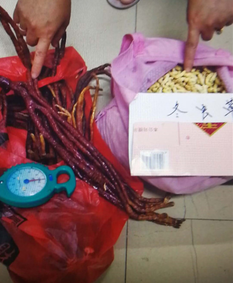 这伙外地人来柳专门到菜市候老人家，把“地蚕”当“虫草”卖！