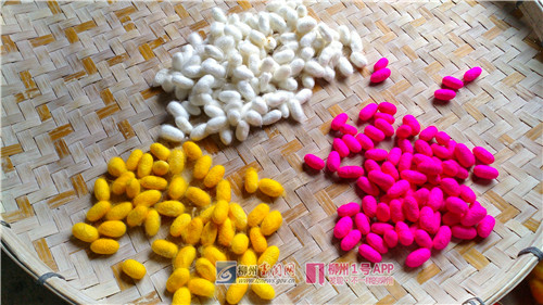 柳城一蚕农养出彩色蚕茧，北京商人搭飞机赶来抢购