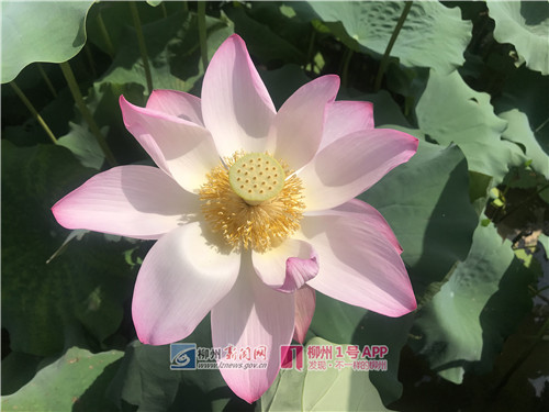 微信图片_201806151003091.jpg