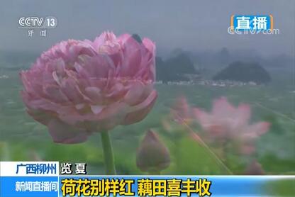 《览夏》节目直播柳州美景——柳江百朋万亩荷海，柳州今年已多次上央视