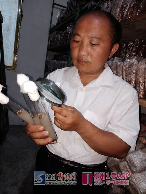 王贵田正在观察菌种发育情况.jpg 王贵田正在观察菌种发育情况.jpg