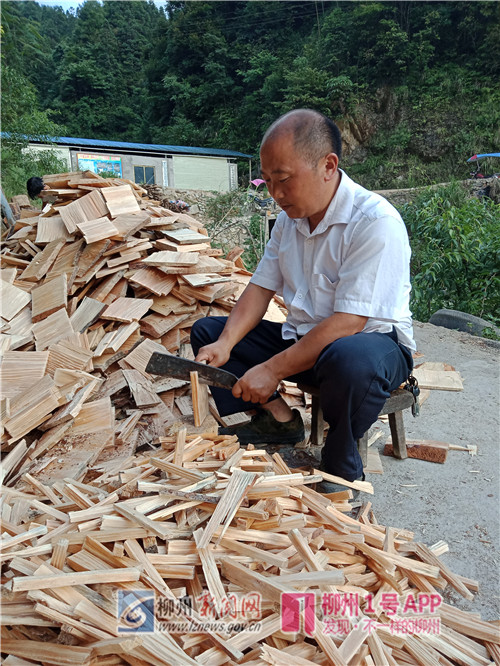 王贵田正在制作菌棒所用的松木.jpg 王贵田正在制作菌棒所用的松木.jpg