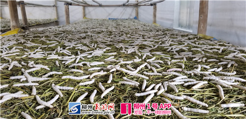 1号追踪|柳州多个区县蚕虫不吐丝，原因初步判断疑为桑叶被污染