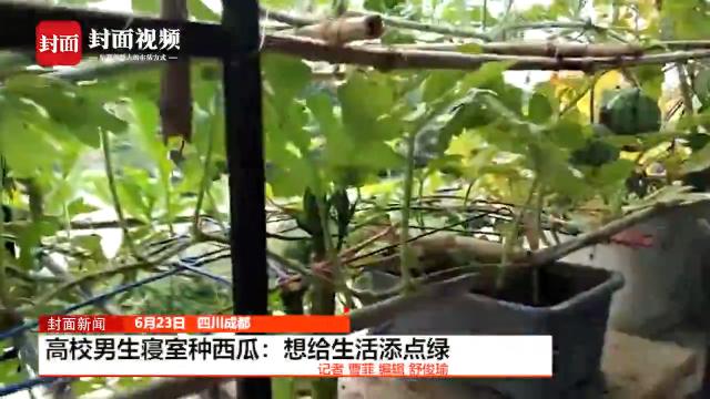 高校男生寝室种西瓜-想给生活添点绿色_via@封面新闻视频.jpg 高校男生寝室种西瓜-想给生活添点绿色_via@封面新闻视频.jpg