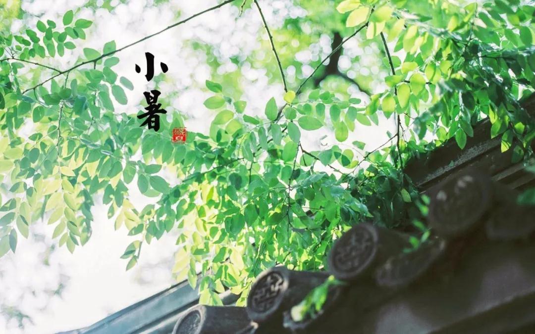 今日小暑|愿你如同夏日的阳光，明媚生动