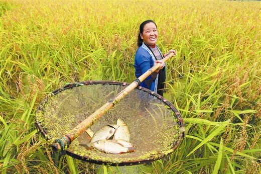 《人民日报》报道三江：把山坡地变成“绿色银行”
