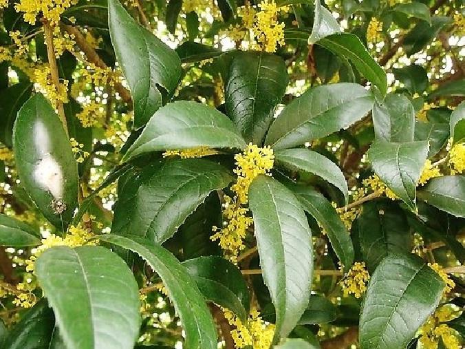 桂花树.jpg 桂花树.jpg