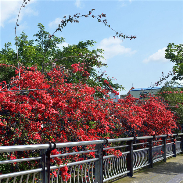 A三角梅《三角花开》2,古亭大道路边,2013.4,廖宏伟_副本 副本.jpg A三角梅《三角花开》2,古亭大道路边,2013.4,廖宏伟_副本 副本.jpg
