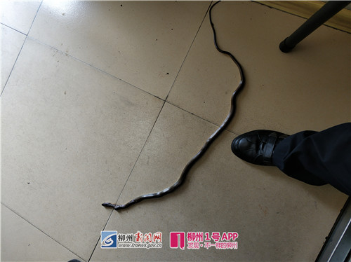毛骨悚然！长虹世纪小区一房主疑遭前任报复 ，门口被放两条蛇，防盗门被破坏……