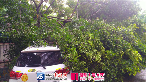 视频|大树枝在强降雨中断裂，跃进路四辆车被砸中