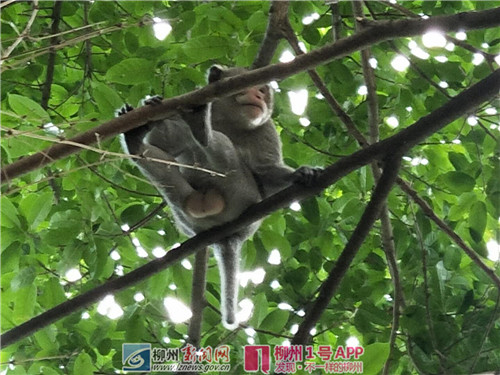 微信图片_20180801151901_副本.jpg 微信图片_20180801151901_副本.jpg