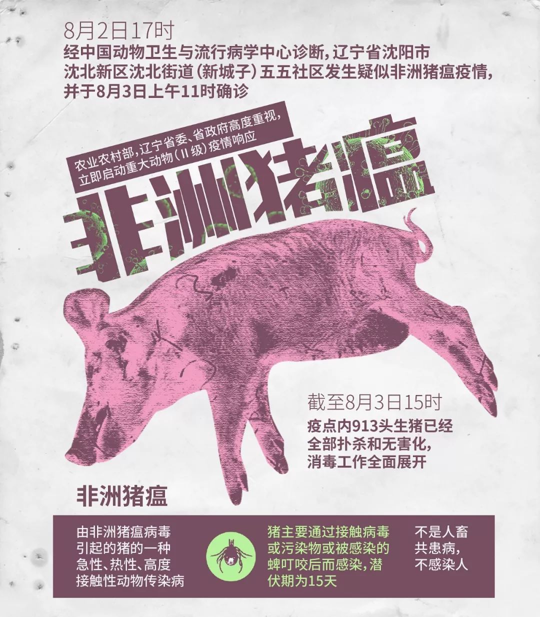 沈阳913头猪被捕杀后 非洲猪瘟被控制得怎么样了？