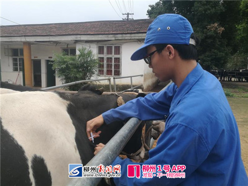 正在为奶牛注射电子标识.jpg 正在为奶牛注射电子标识.jpg