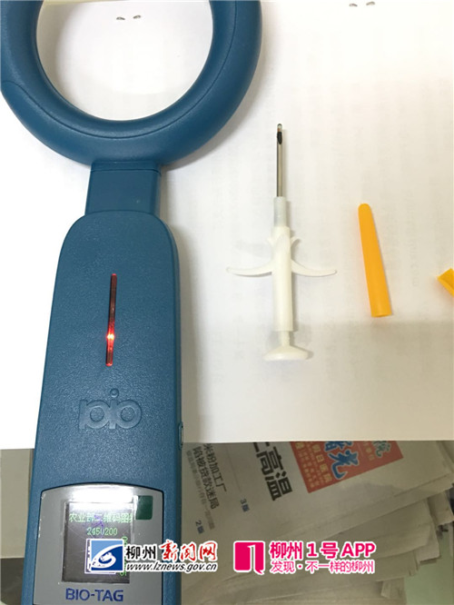 小注射器将芯片注入奶牛皮下组织.jpg 小注射器将芯片注入奶牛皮下组织.jpg