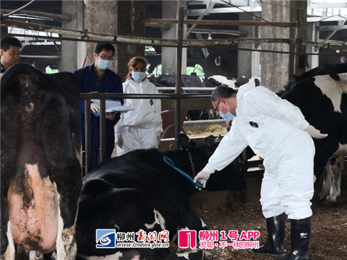 动物疫病预防控制中心专家演示智能电子标识系统.jpg 动物疫病预防控制中心专家演示智能电子标识系统.jpg